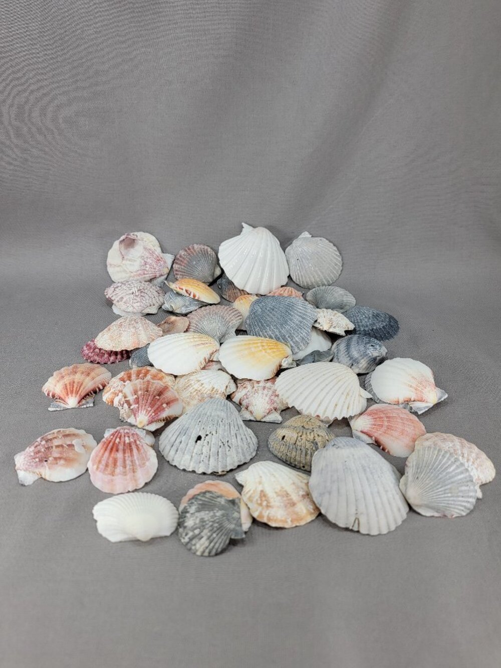 Mixed Lot Scallop Shell Seashell Nautical Beach Ocean Coastal Decor Crafts